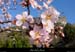 20020303_sampzon_arbreenfleur_2