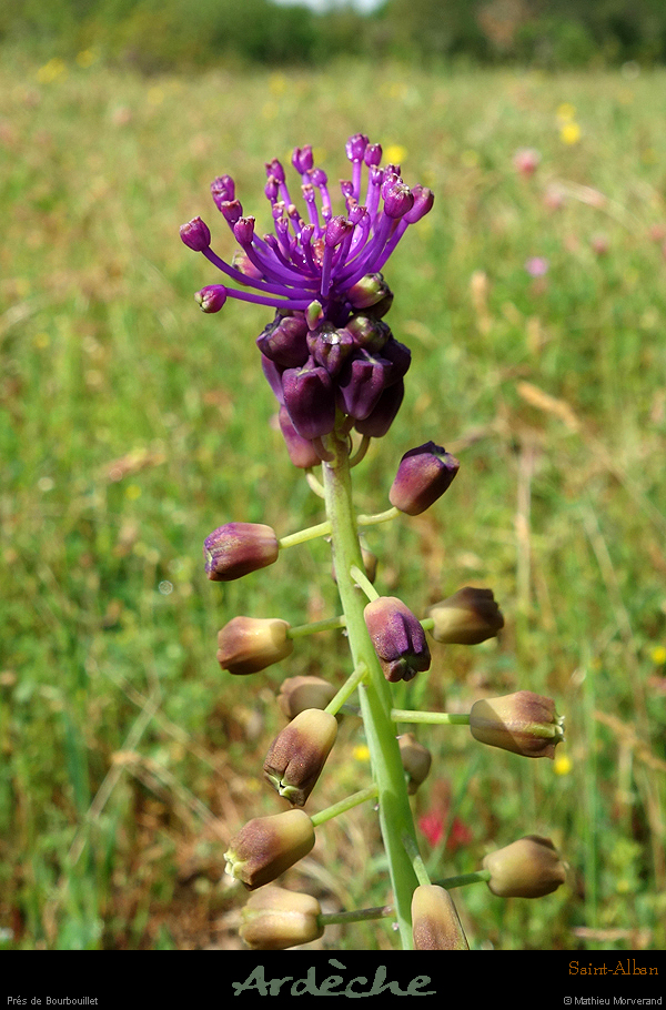 20180508_bourbouilletbois4