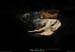 20161002_bourbouilletresurgencegrotte4