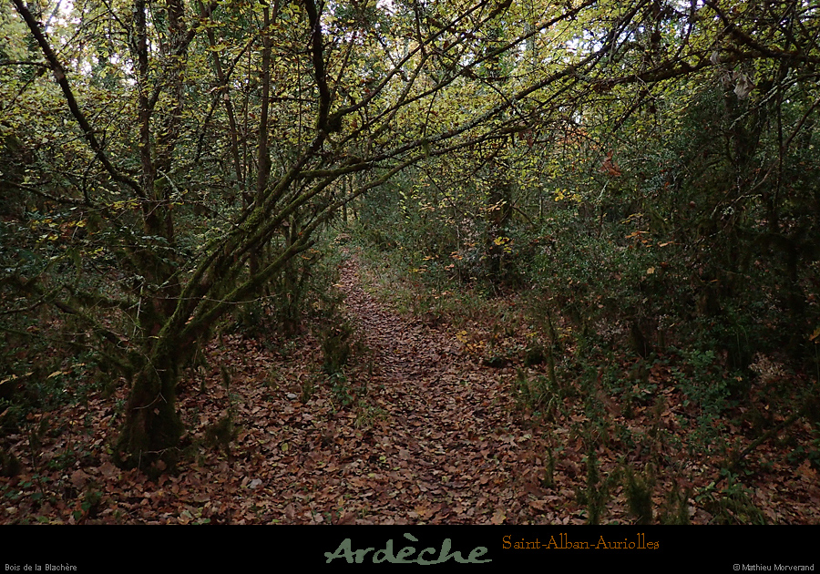 20161113_boisblachere2