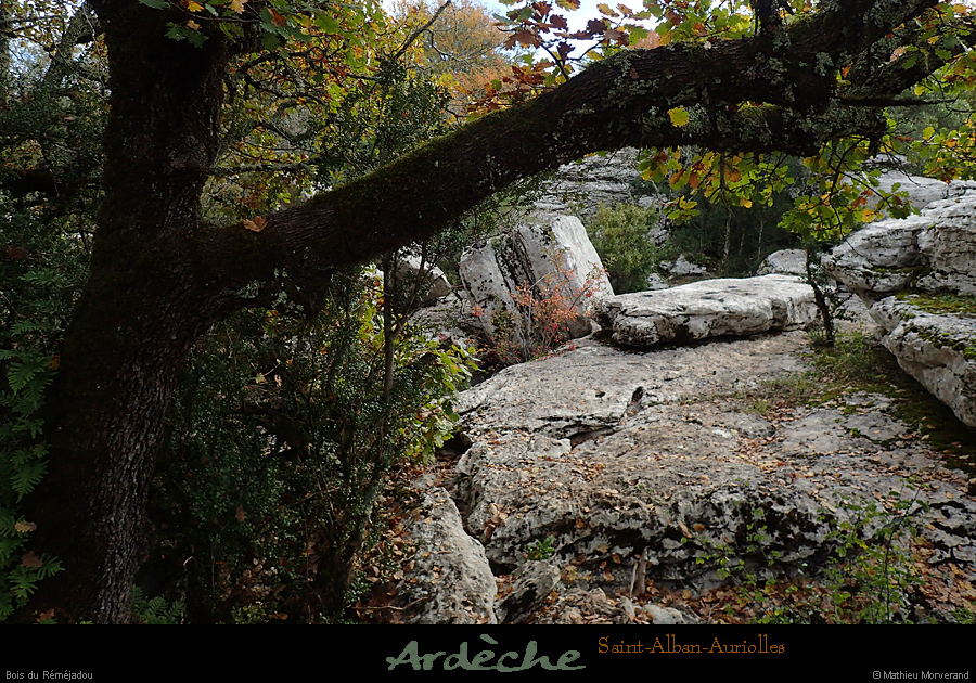 20161113_boisremejadou4