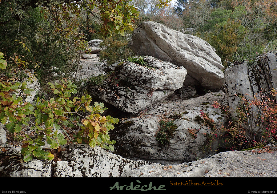20161113_boisremejadou6
