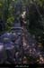 20100523_stalban_sentierpreslespeluche