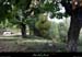 20120930_stalban_terrassesdechampagnac_chataigners2