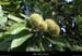20120930_stalban_terrassesdechampagnac_chataigners3