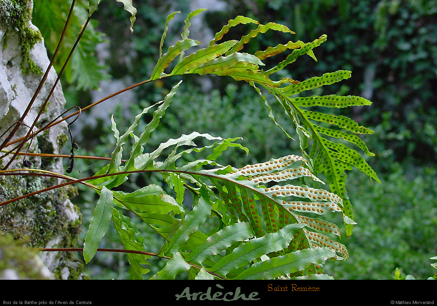 20020330_avendecentura_fougere