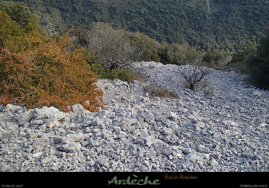 20150208_stremeze_combedelaval4