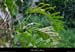 20020330_avendecentura_fougere
