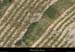 20081004_vignesvalvigneres6