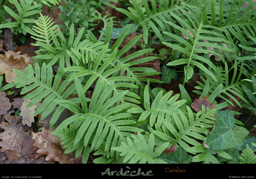 20100101_boisdecasteljau_polypode1
