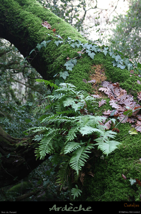 20100101_boisdecasteljau_polypode2