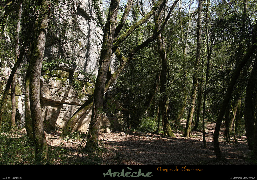 20130417_boisdecasteljau01