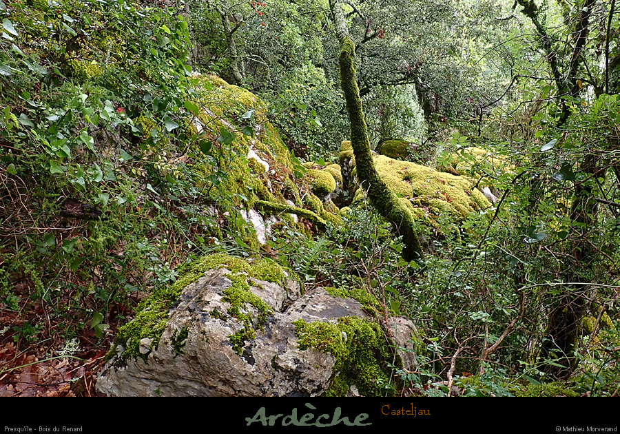 20210804_boisrenard2