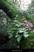 20100101_boisdecasteljau_polypode2