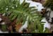 20100110_gorgescasteljau_secteurrenard_2