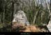 20130417_boisdecasteljau04