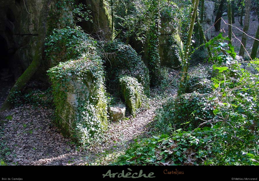 20010218_casteljau_boisdepaiolive_2