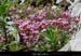 20030503_boispaiolive_fleurs_1