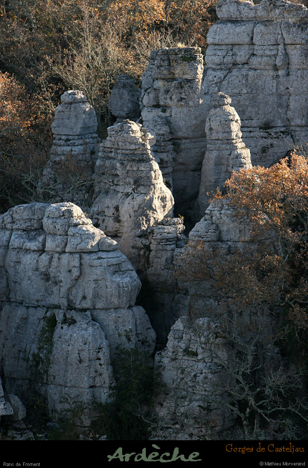 20101218_rancdefromentdebelvoiseaux05