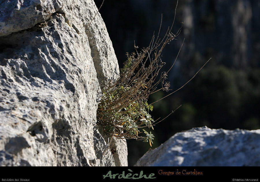 20101218_belvoiseaux01