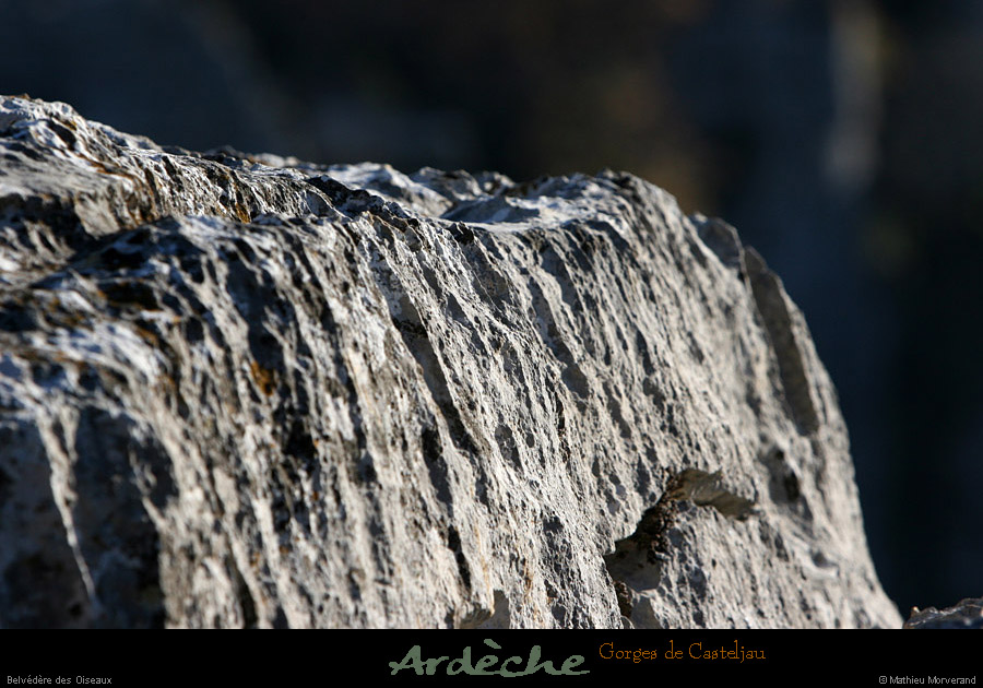 20101218_belvoiseaux02