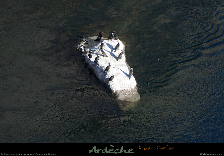 20101218_meandressfalaiseoiseaux3