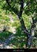 20000712_sentierprdelardiere