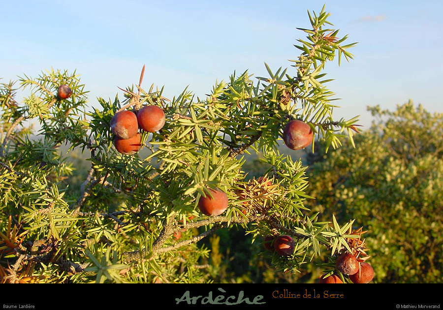 20000907_vegetation_baumedelardiere_7