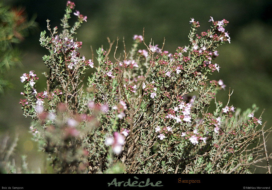 20010408_baumelardiere_vegetation