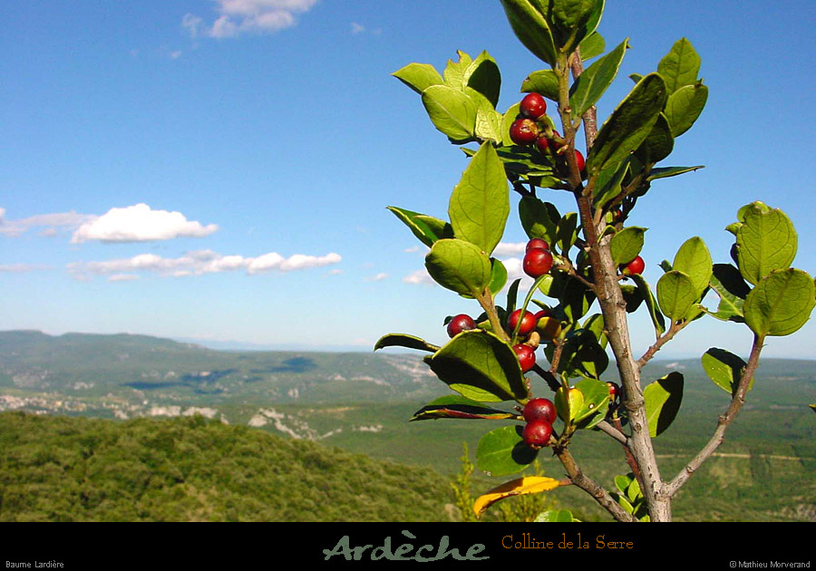 20010712_baumelardiere_arbuste_1
