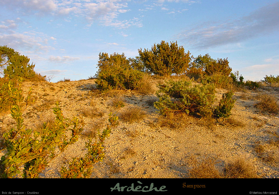 20020211_mazud_vegetation_3