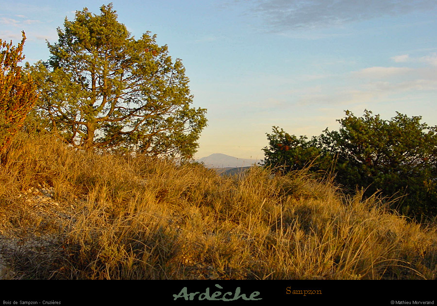 20020211_mazud_vegetation_4