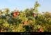 20000907_vegetation_baumedelardiere_7