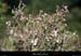 20010408_baumelardiere_vegetation