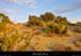 20020211_mazud_vegetation_3