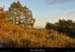 20020211_mazud_vegetation_4