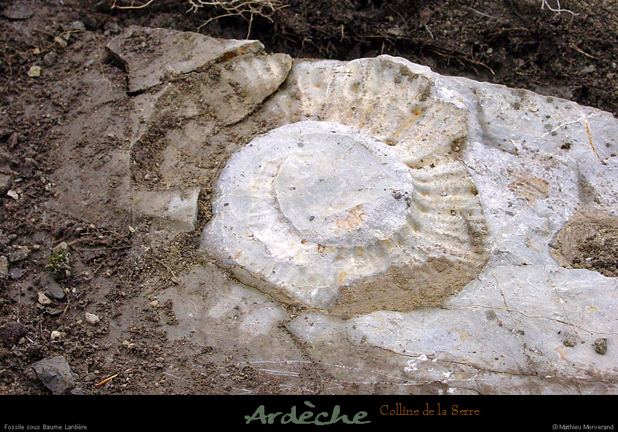 20020502_sampzon_mazud_fossile_1