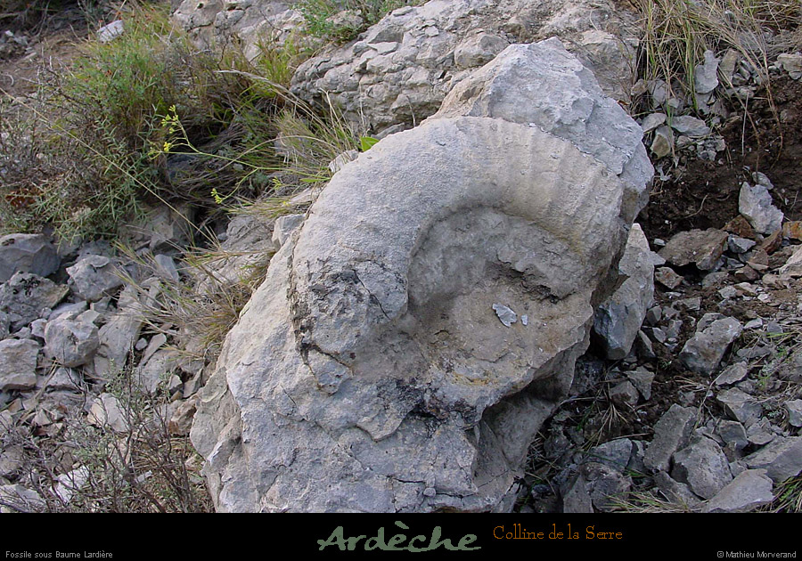 20020901_lemazud_fossile