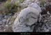 20020901_lemazud_fossile