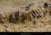 20130526_lagorce_baravon_ruisseau011