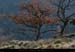 20070111_dentderez_005