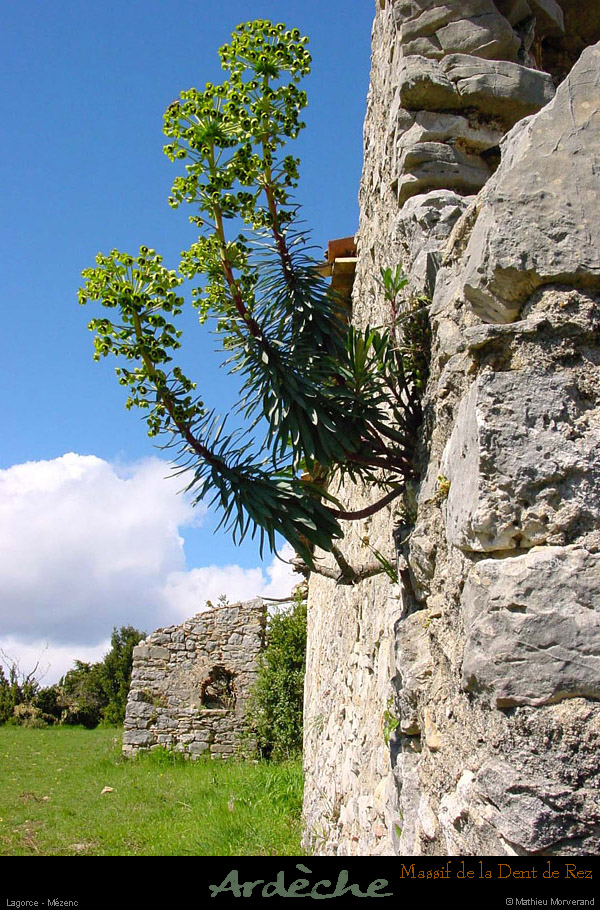 20010407_ruinedemezenc_08