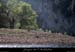 20110410_ambranches2