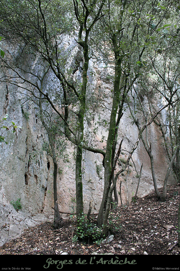 20080419_devesdeviracpieddefalaise1