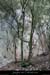 20080419_devesdeviracpieddefalaise1