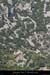 20090815_chamesdebelvpasdumousse