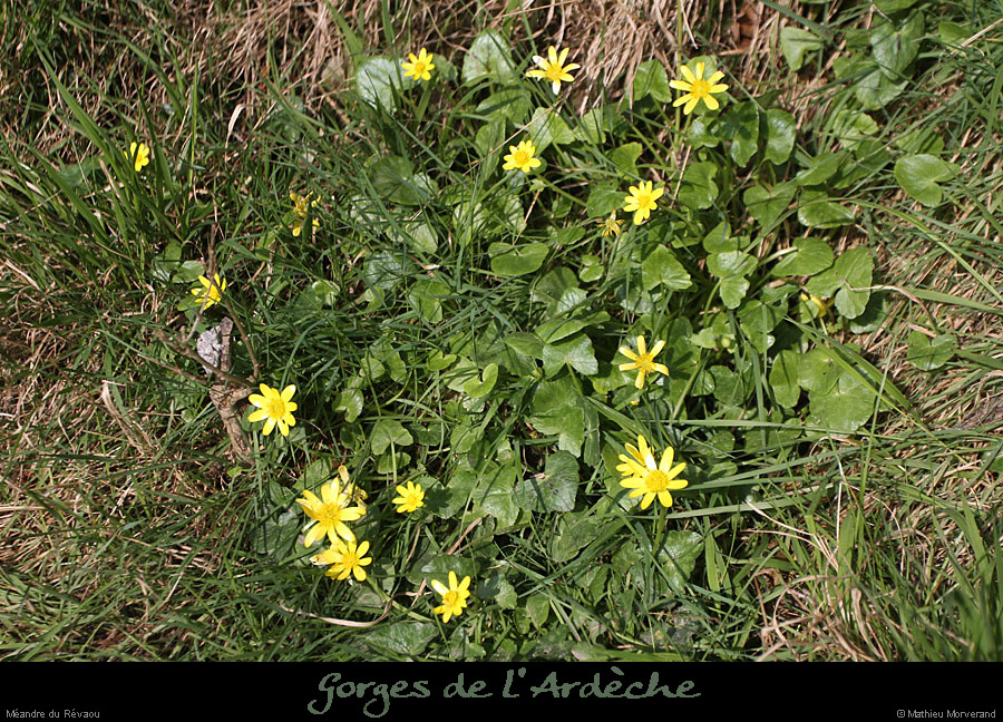 20130407_meandrerevaou_fleur