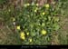 20130407_meandrerevaou_fleur