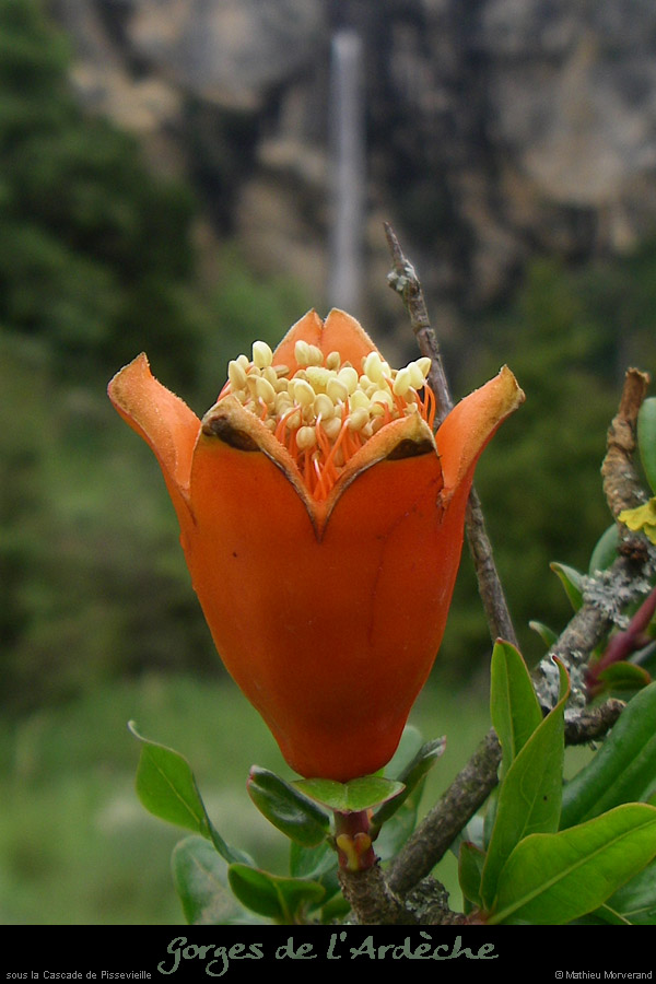 20080601_tiourrefleur3