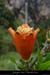 20080601_tiourrefleur3